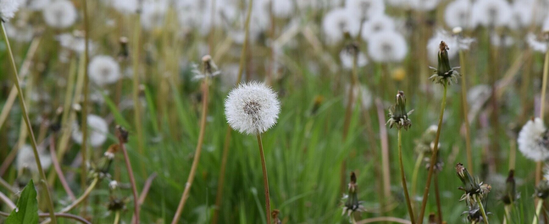 Jaclou dl dandelion crests 7188034
